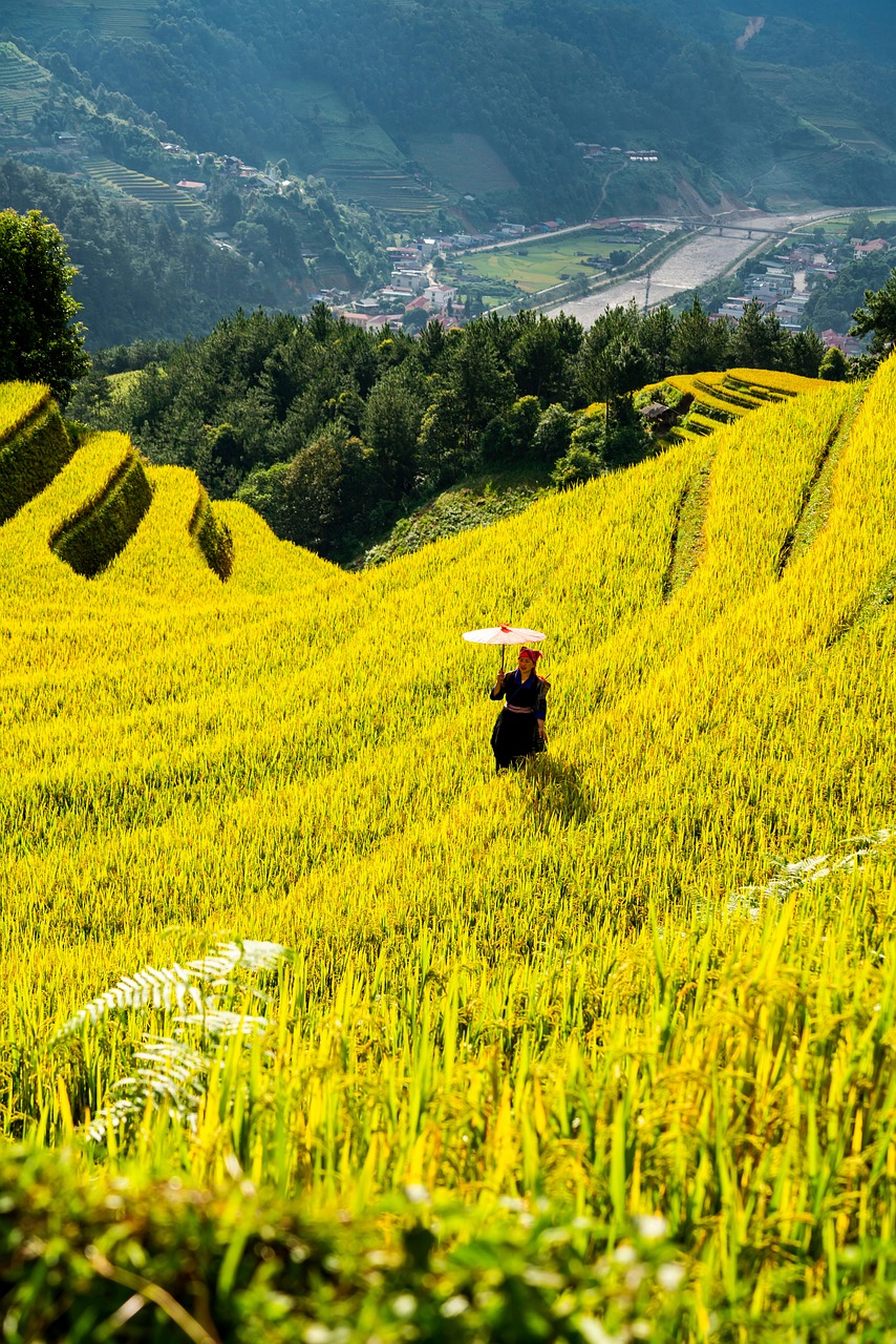 mountains, plateau, step, field, people, rice, countryside, nature, outdoors, agriculture